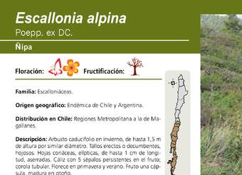 Escallonia alpina