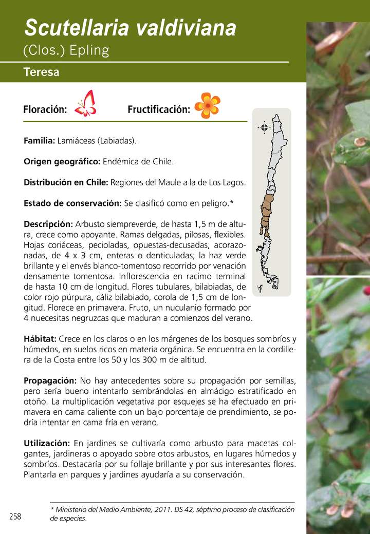 Scutellaria valdiviana
