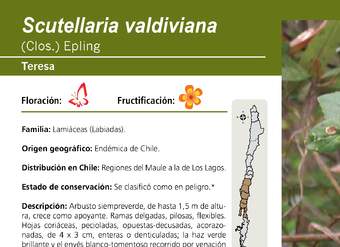 Scutellaria valdiviana