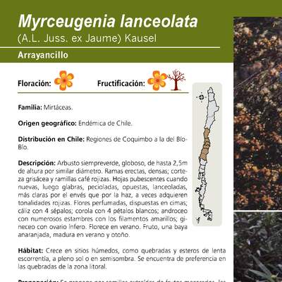 Myrceugenia lanceolata