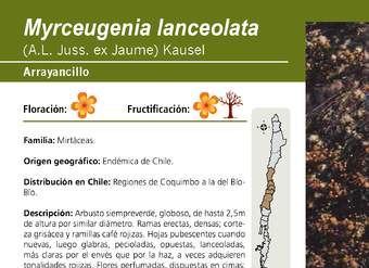 Myrceugenia lanceolata