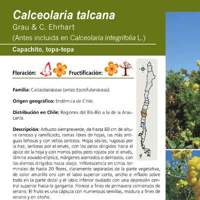 Calceolaria talcana