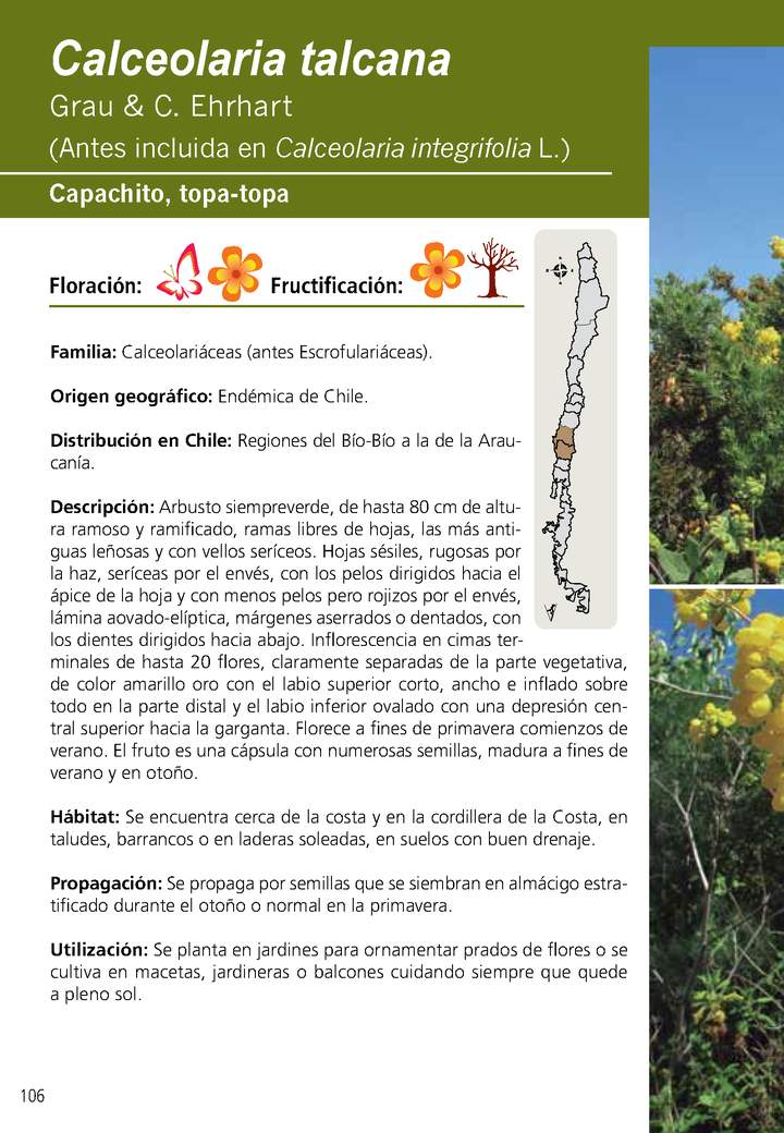 Calceolaria talcana