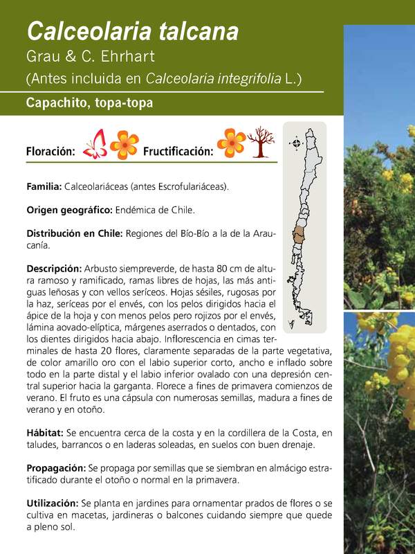 Calceolaria talcana