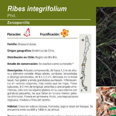 Ribes integrifolium