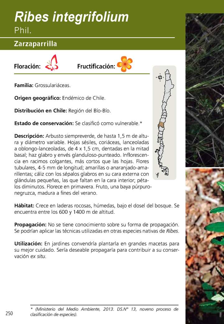 Ribes integrifolium