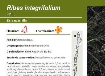 Ribes integrifolium