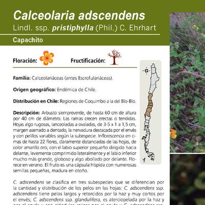 Calceolaria adscendens