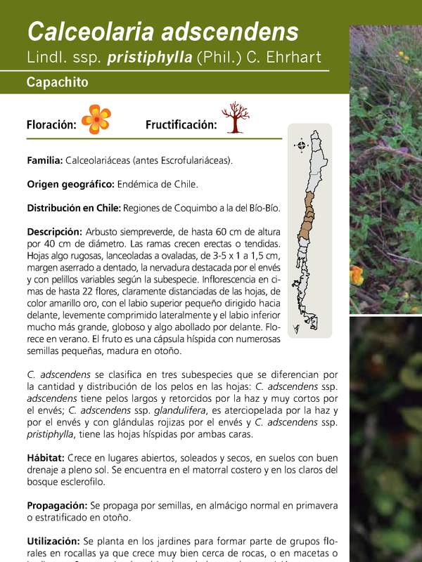 Calceolaria adscendens