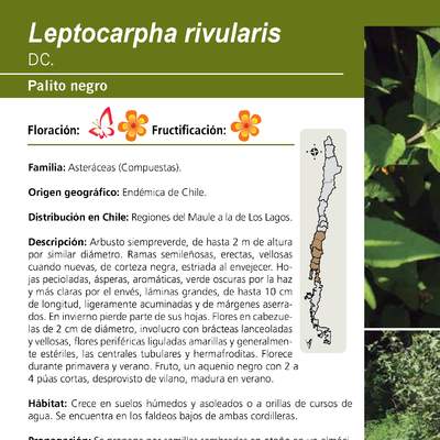 Leptocarpha rivularis