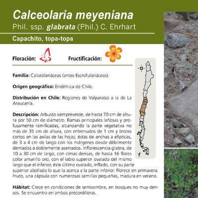 Calceolaria meyeniana