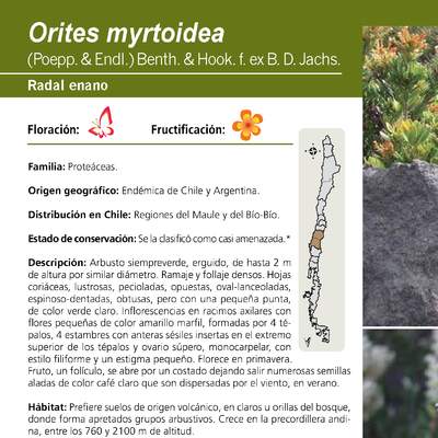 Orites myrtoidea