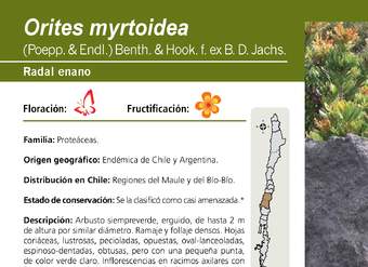 Orites myrtoidea