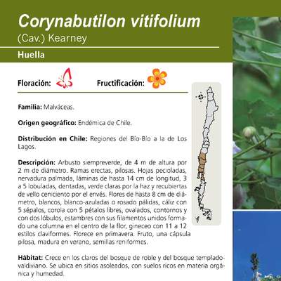 Corynabutilon vitifolium