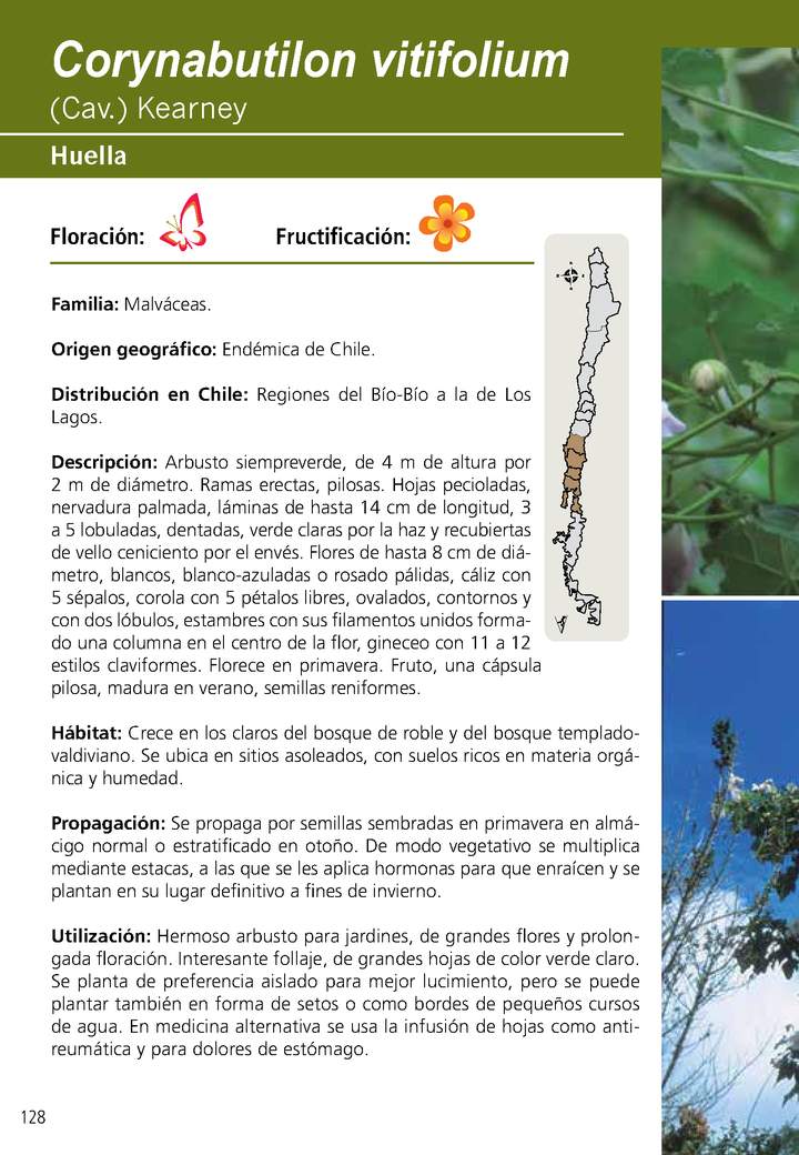 Corynabutilon vitifolium