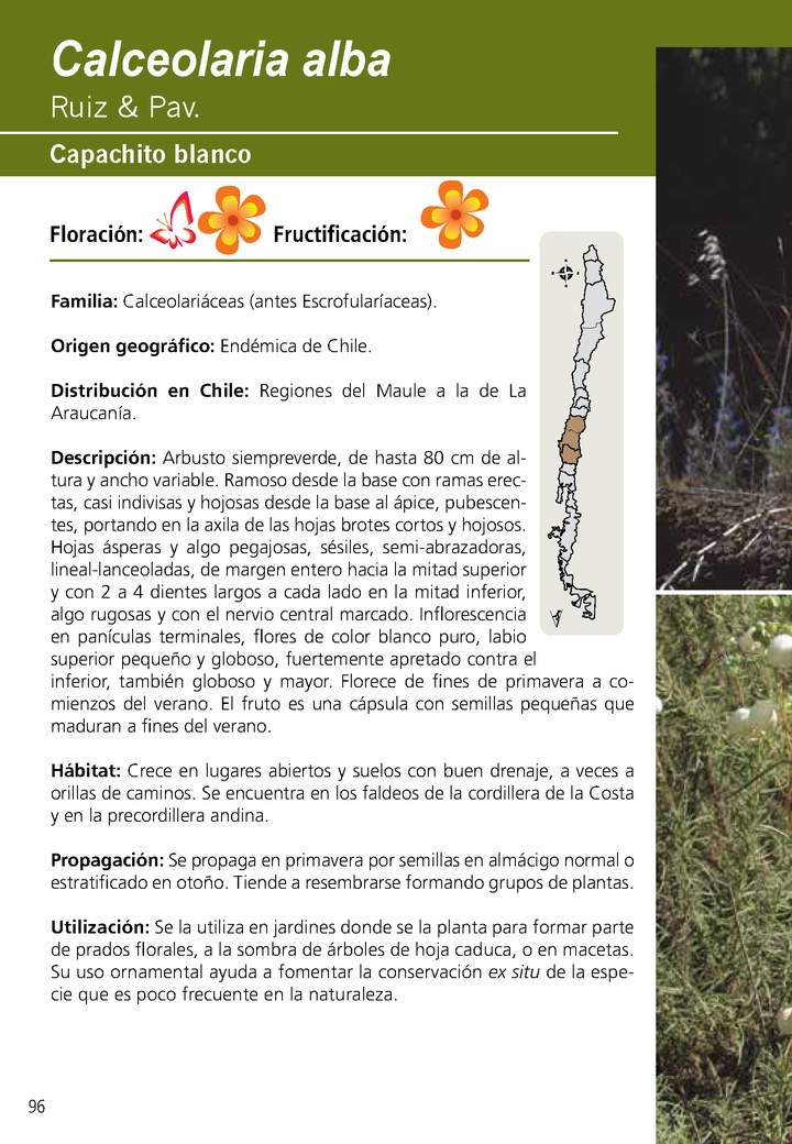 Calceolaria alba