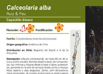 Calceolaria alba