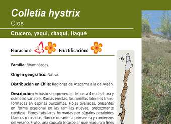 Colletia hystrix