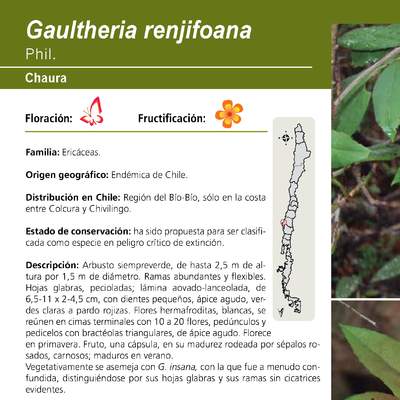 Gaultheria renjifoana