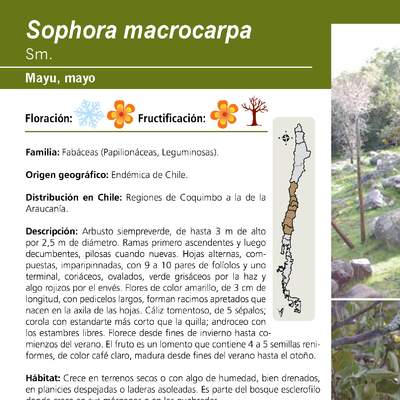 Sophora macrocarpa
