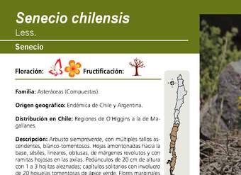 Senecio chilensis