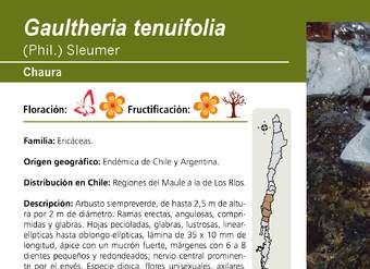 Gaultheria tenuifolia