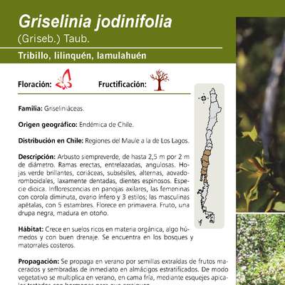 Griselinia jodinifolia