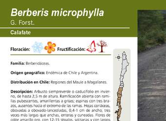 Berberis microphylla