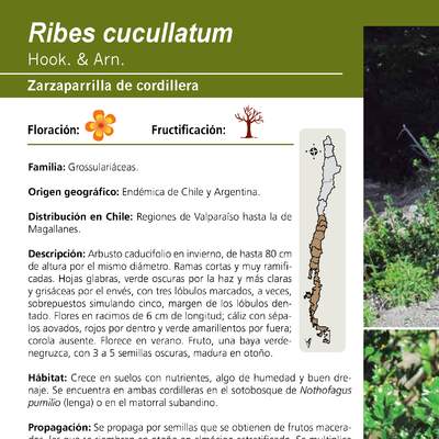 Ribes cucullatum