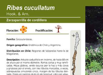 Ribes cucullatum