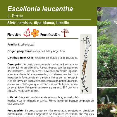 Escallonia leucantha