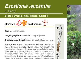 Escallonia leucantha