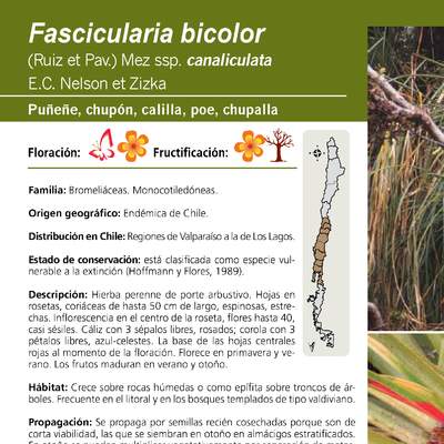 Fascicularia bicolor