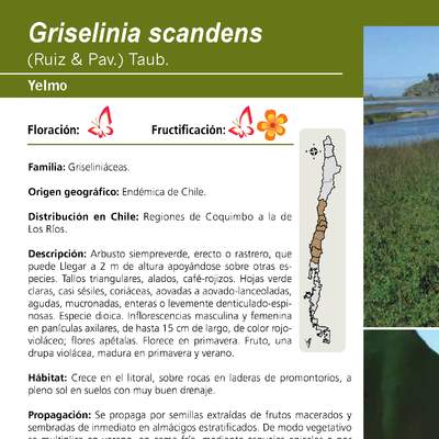 Griselinia scandens