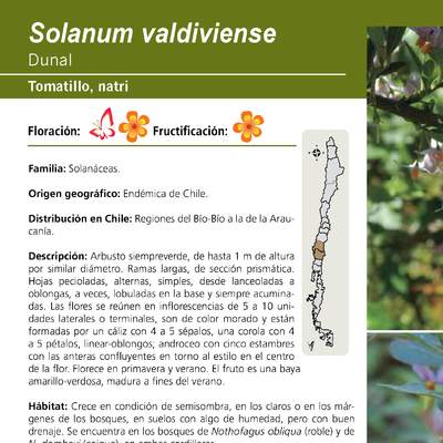Solanum valdiviense