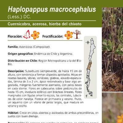 Haplopappus macrocephalus