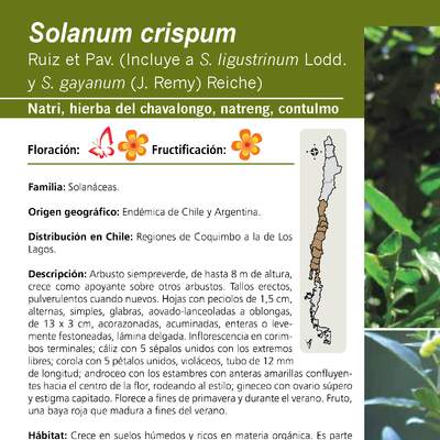 Solanum crispum