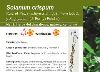Solanum crispum