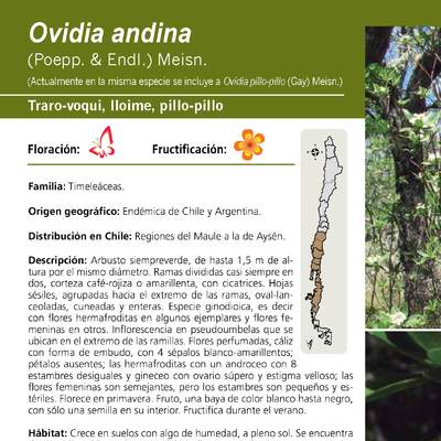 Ovidia andina