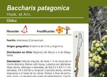 Baccharis patagonica