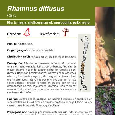 Rhamnus diffusus
