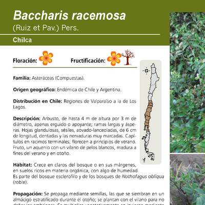 Baccharis racemosa