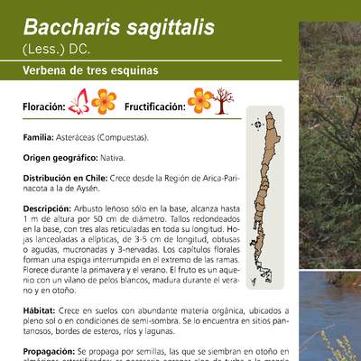 Baccharis sagittalis