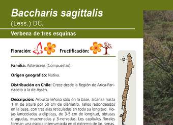 Baccharis sagittalis