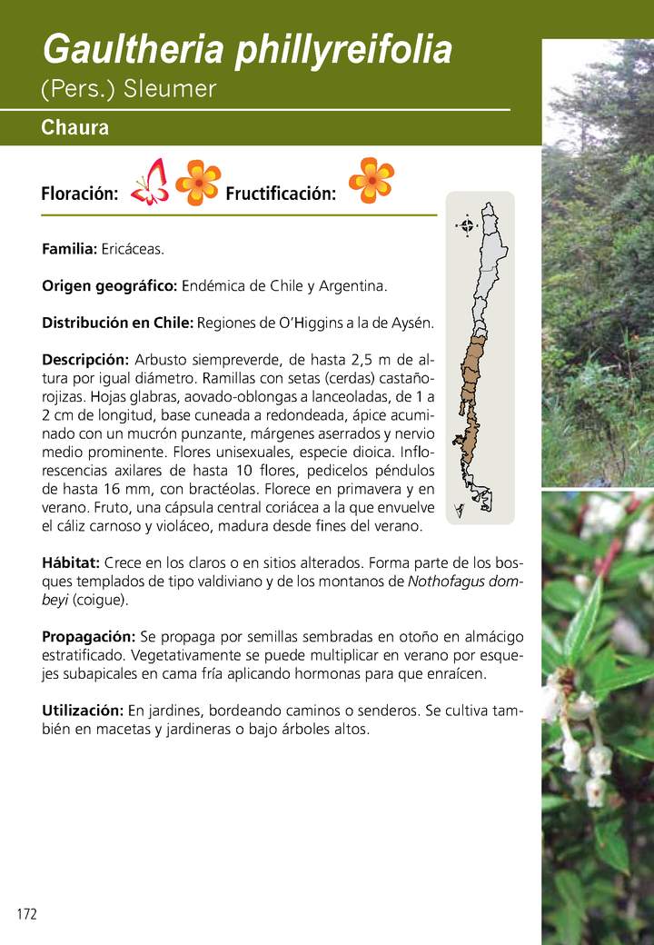 Gaultheria phillyreifolia