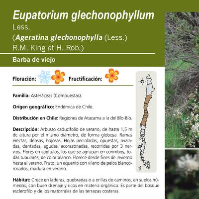 Eupatorium glechonophyllum