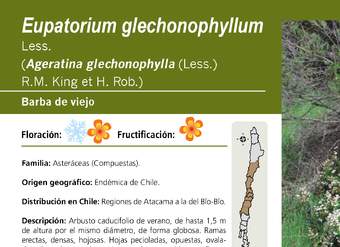 Eupatorium glechonophyllum