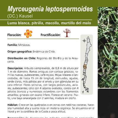Myrceugenia leptospermoides