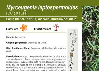 Myrceugenia leptospermoides