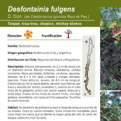 Desfontainia fulgens